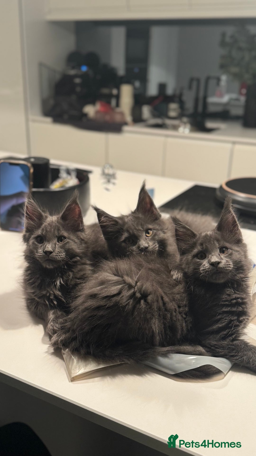Maine Coon cats for sale:  Gccf registered Main Coon Kittens  - Image 3
