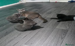 British Shorthair cats for sale: Kittens - Image 4