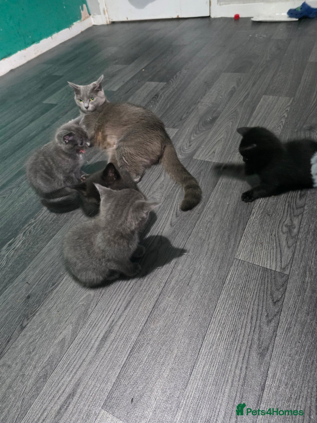 British Shorthair cats for sale: Kittens - Image 4