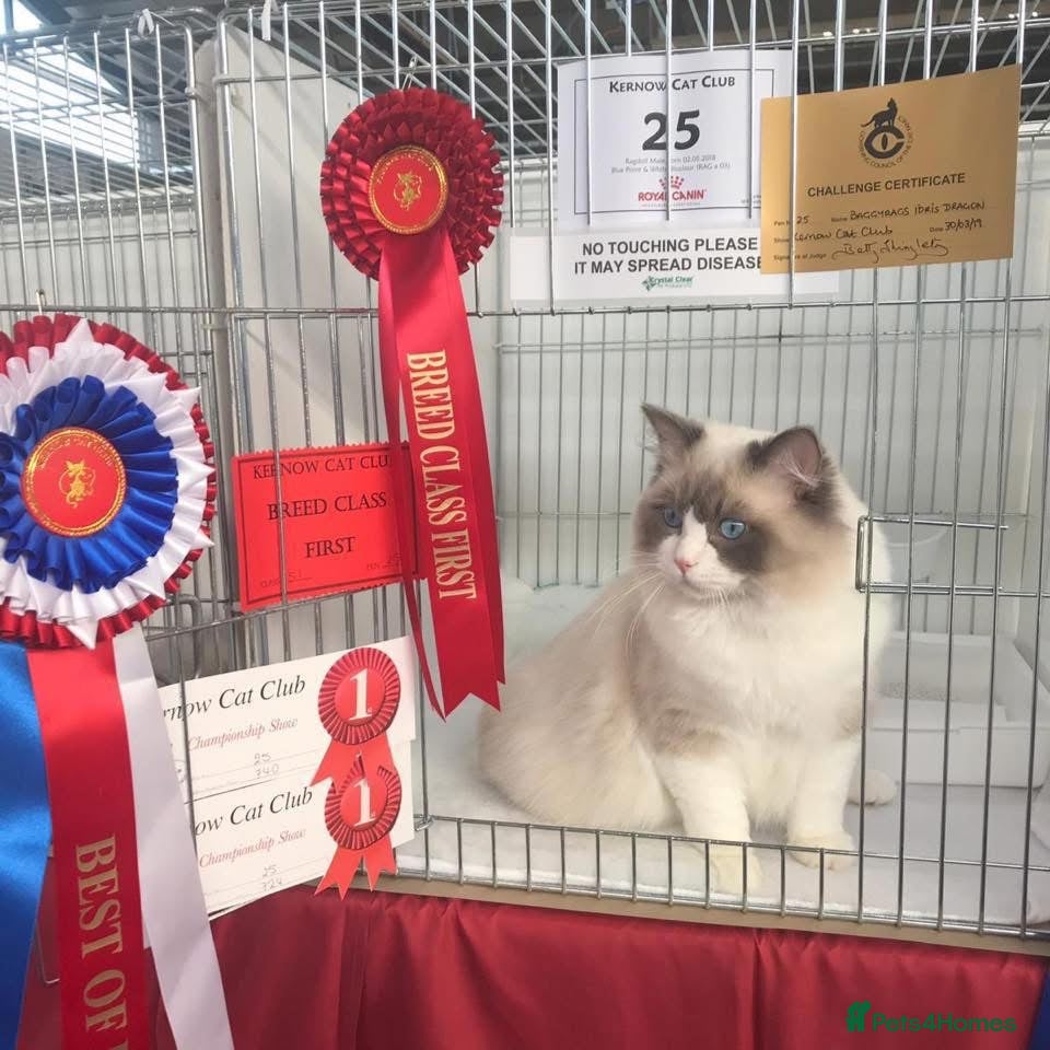Ragdoll cats Grand Champion Sired Ragdoll Kittens - Advert 1