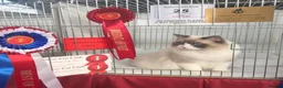 Ragdoll cats for sale: Grand Champion Sired Ragdoll Kittens - Advert 1