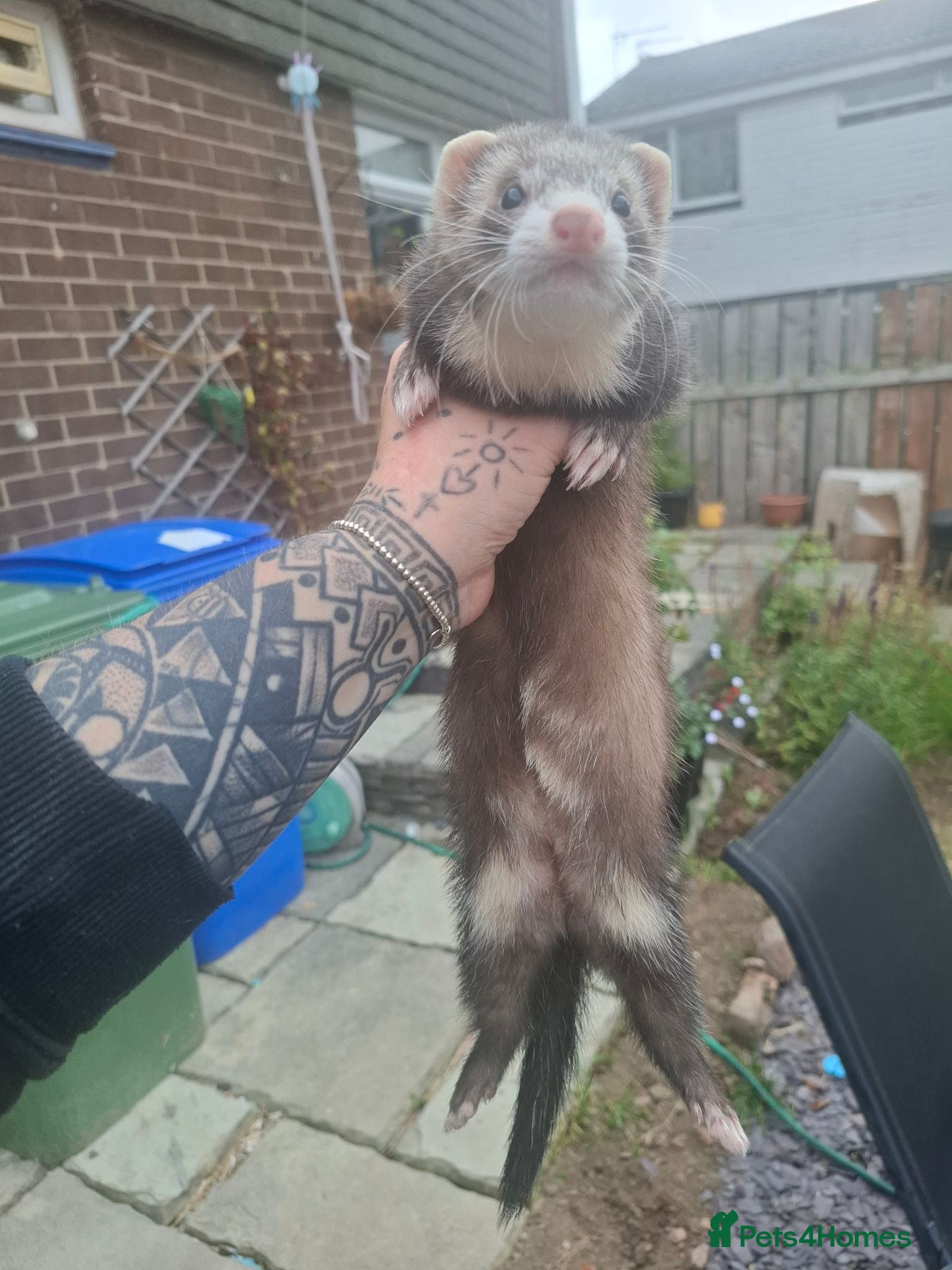 Ferret rodents Ferret kits jill - Advert 1