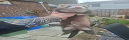 Ferret rodents for sale: Ferret kits jill - Advert 1