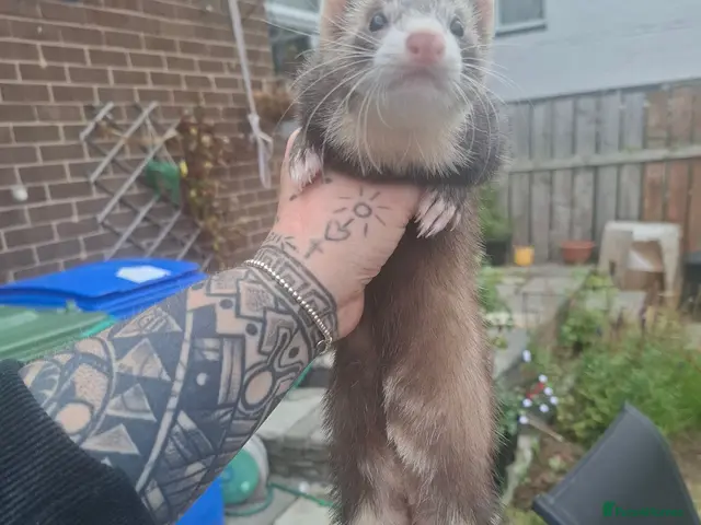 Ferret rodents for sale: Ferret kits jill - Advert 1