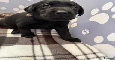 Labrador Retriever dogs - Advert 16