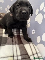 Labrador Retriever dogs - Advert 10