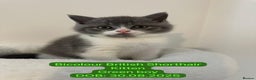 British Shorthair cats for sale: 1 Bicolour British Shorthair boys looking new home - Advert 11