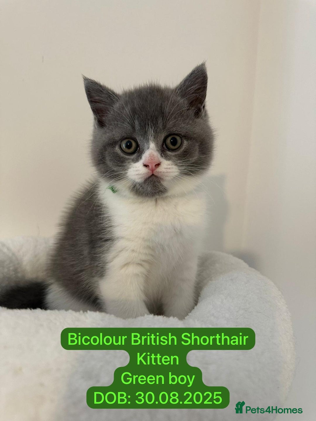 British Shorthair cats for sale: 4 Bicolour British Shorthair boys looking new home - Image 13
