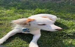 Cocker Spaniel dogs for sale: 1 year old cocker spaniel for sale - Image 12