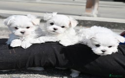 Maltese dogs for sale: Smart, playful Maltese Puppies - Image 2
