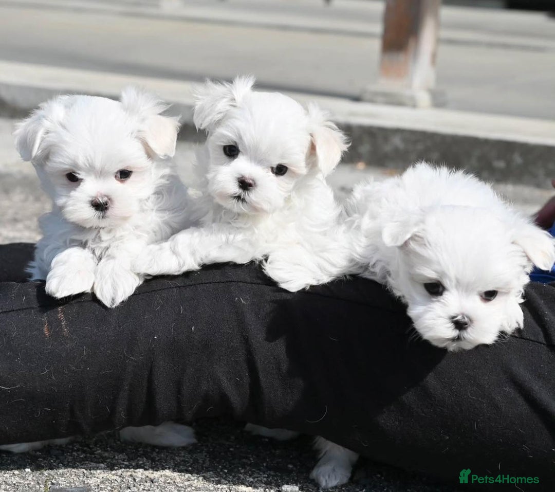 Maltese dogs for sale: Smart, playful Maltese Puppies - Image 2