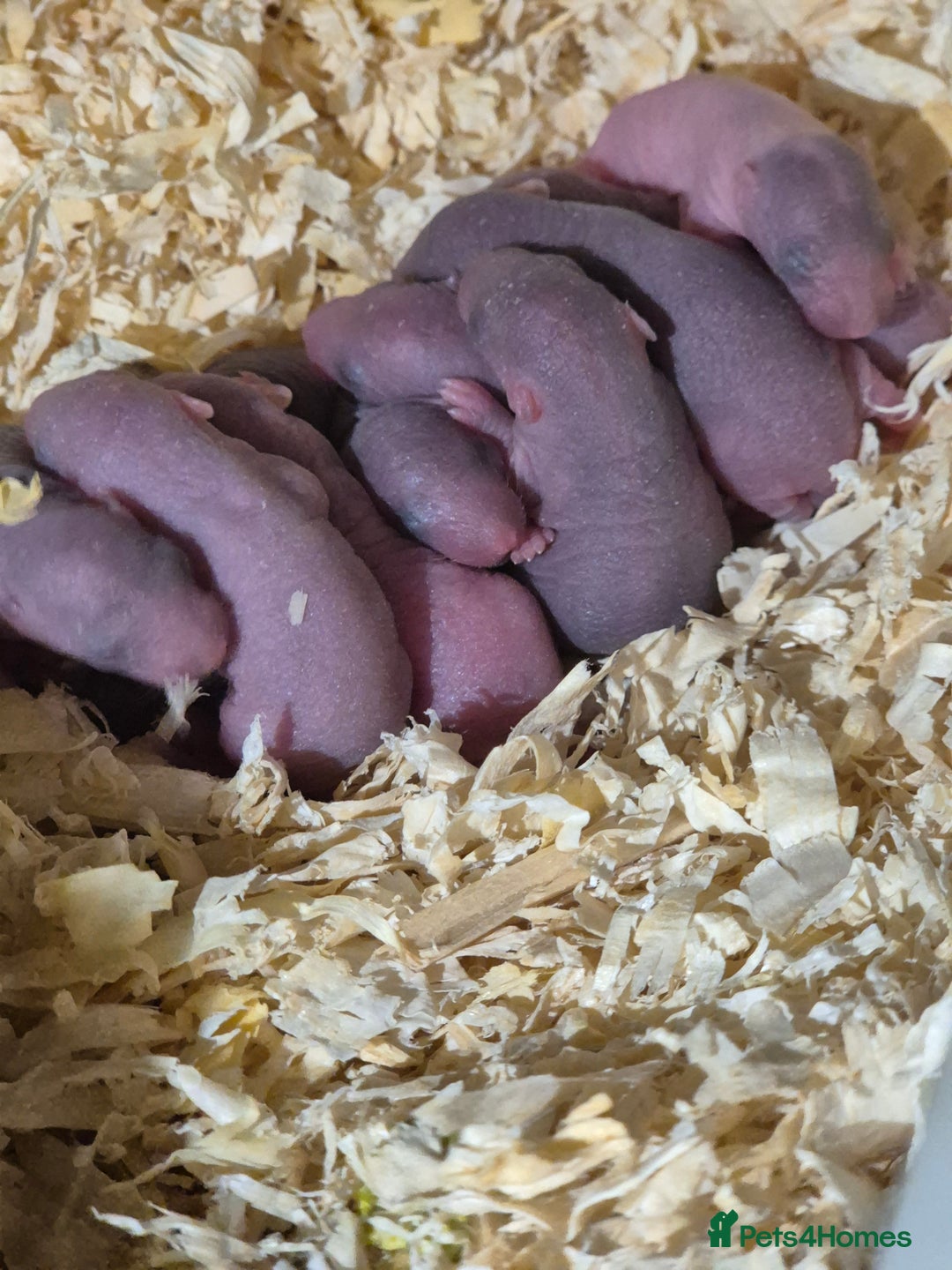 Rat rodents for sale: Beautiful babies for sale  - Advert 11