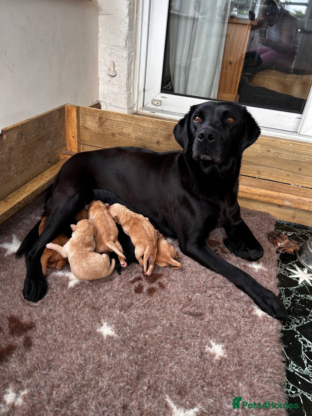 Labrador Retriever dogs for sale: Labrador pups  in Launceston - Image 1