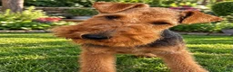 Welsh Terrier dogs for sale: Welsh terrier pups of outstanding pedigree - Advert 3