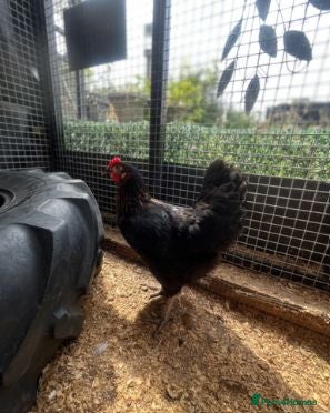 Chickens poultry POL Chickens - Laying Hens - Advert 2