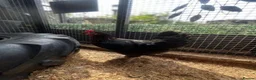 Chickens poultry for sale: POL Chickens - Laying Hens - Advert 1