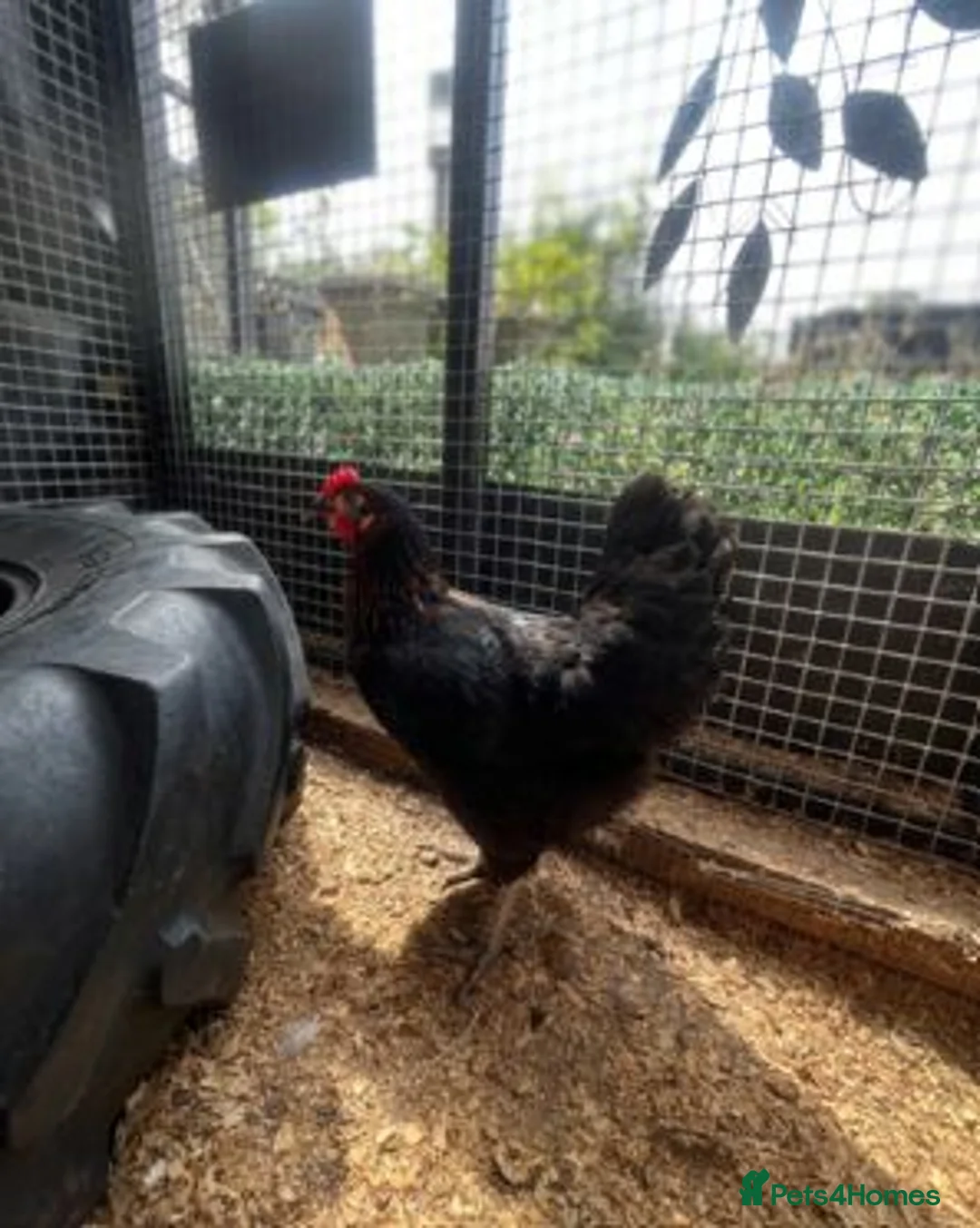 Chickens poultry for sale: POL Chickens - Laying Hens - Advert 1