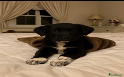 Mixed Breed dogs for sale: 3 fluffy Shollie German Shepard x Boarder Collie - Image 27