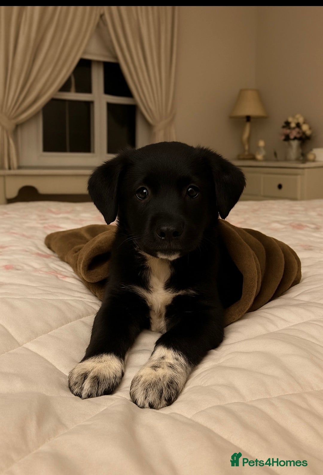 Mixed Breed dogs for sale: 3 fluffy Shollie German Shepard x Boarder Collie - Image 27
