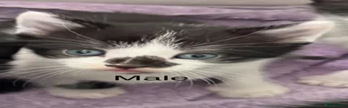 Mixed Breed Kitten 1