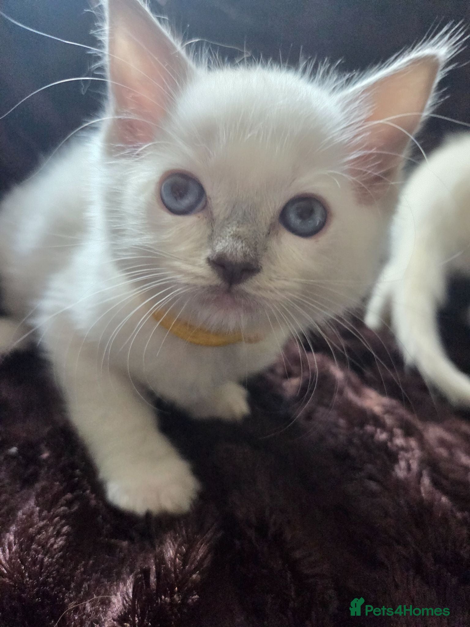 Ragdoll cats  🏆GCCF REG. EXTENSIVELY TESTED RAGDOLL KITTENS 🌟 - Advert 2