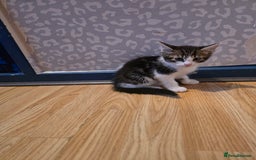 Bengal cats for sale: Very cute Mixed bengal kittens (4 males) - Image 6