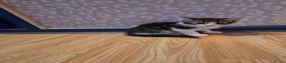 Bengal Kitten 2
