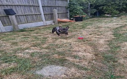 French Bulldog dogs for sale: French bulldog Teddy needs a new home - Image 6