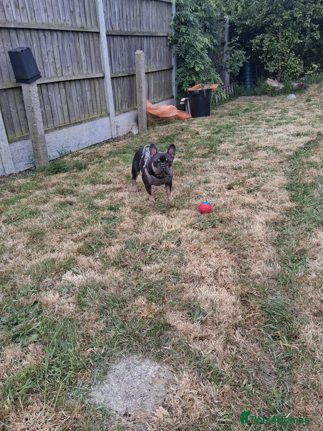 French Bulldog dogs for sale: French bulldog Teddy needs a new home - Image 6