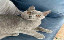 British Shorthair cats for sale: Gorgeous British Blue Boy For Sale - Image 2
