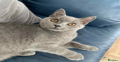 British Shorthair cats - Advert 3
