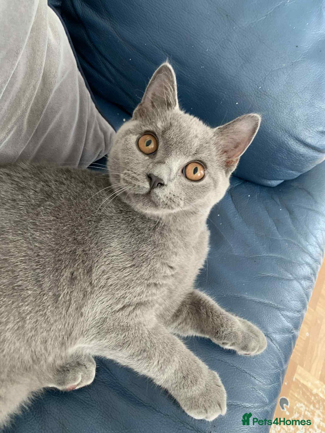 British Shorthair cats for sale: Gorgeous British Blue Boy For Sale - Image 2