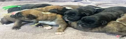Boxer dogs for sale: 9 Beautiful Boxer puppies in Lewes - Advert 15