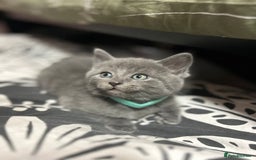 Russian Blue cats for sale: 🤎Healthy blue russians kitties so sweet - Image 8