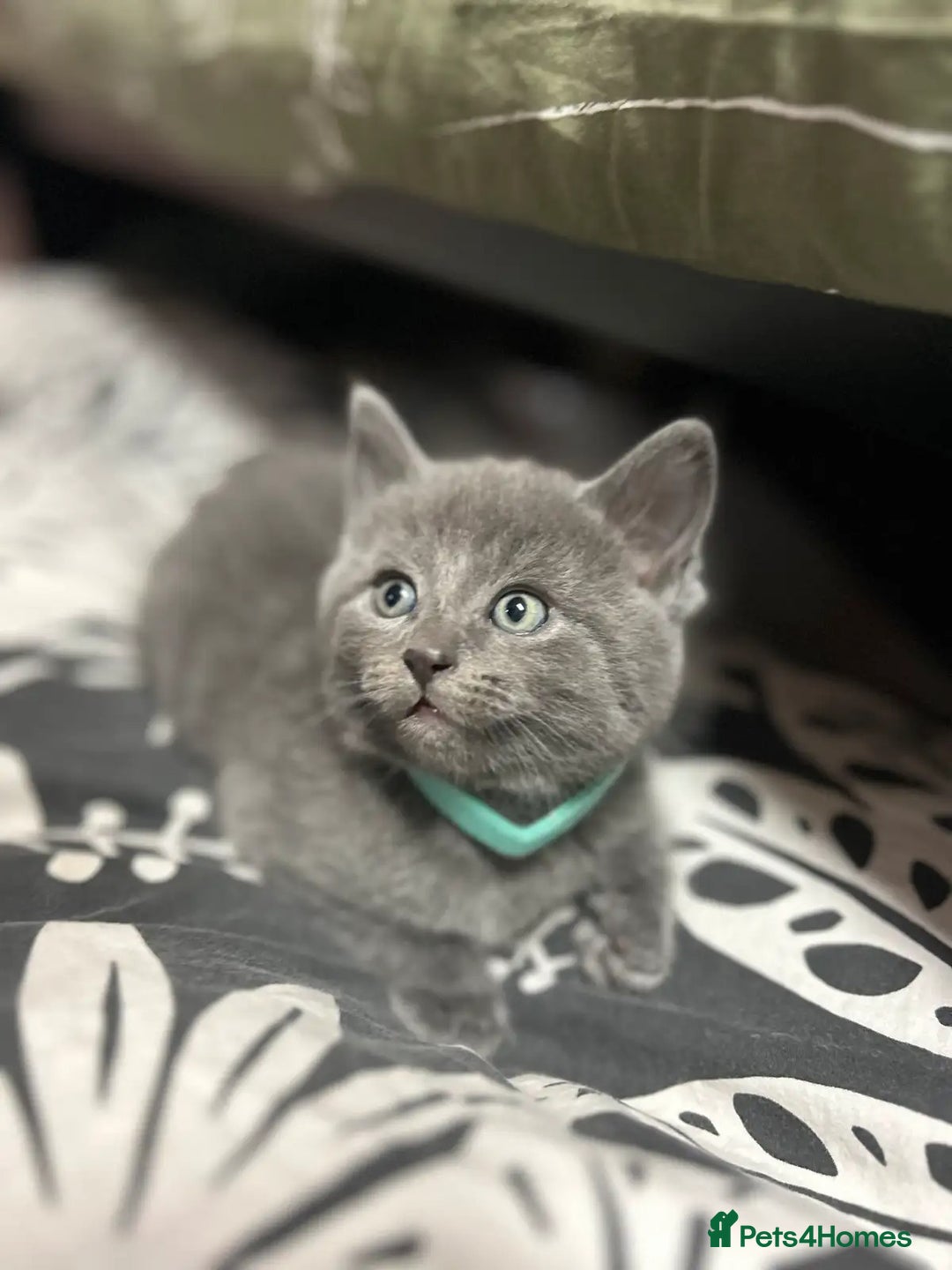 Russian Blue cats for sale: 🤎Healthy blue russians kitties so sweet - Image 8