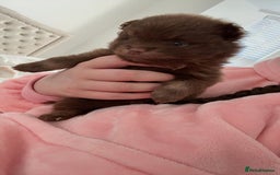 Pomeranian dogs for sale: GORGEOUS POMERANIAN PUPPIES  - Image 16