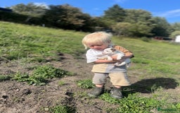 Jack Russell dogs for sale: Miniature Jack Russell terrier puppies  - Image 19