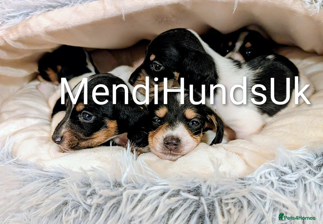 Miniature Dachshund dogs for sale: Our Oreo has finally had her babies! 🐾 - Advert 4