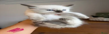 🩷