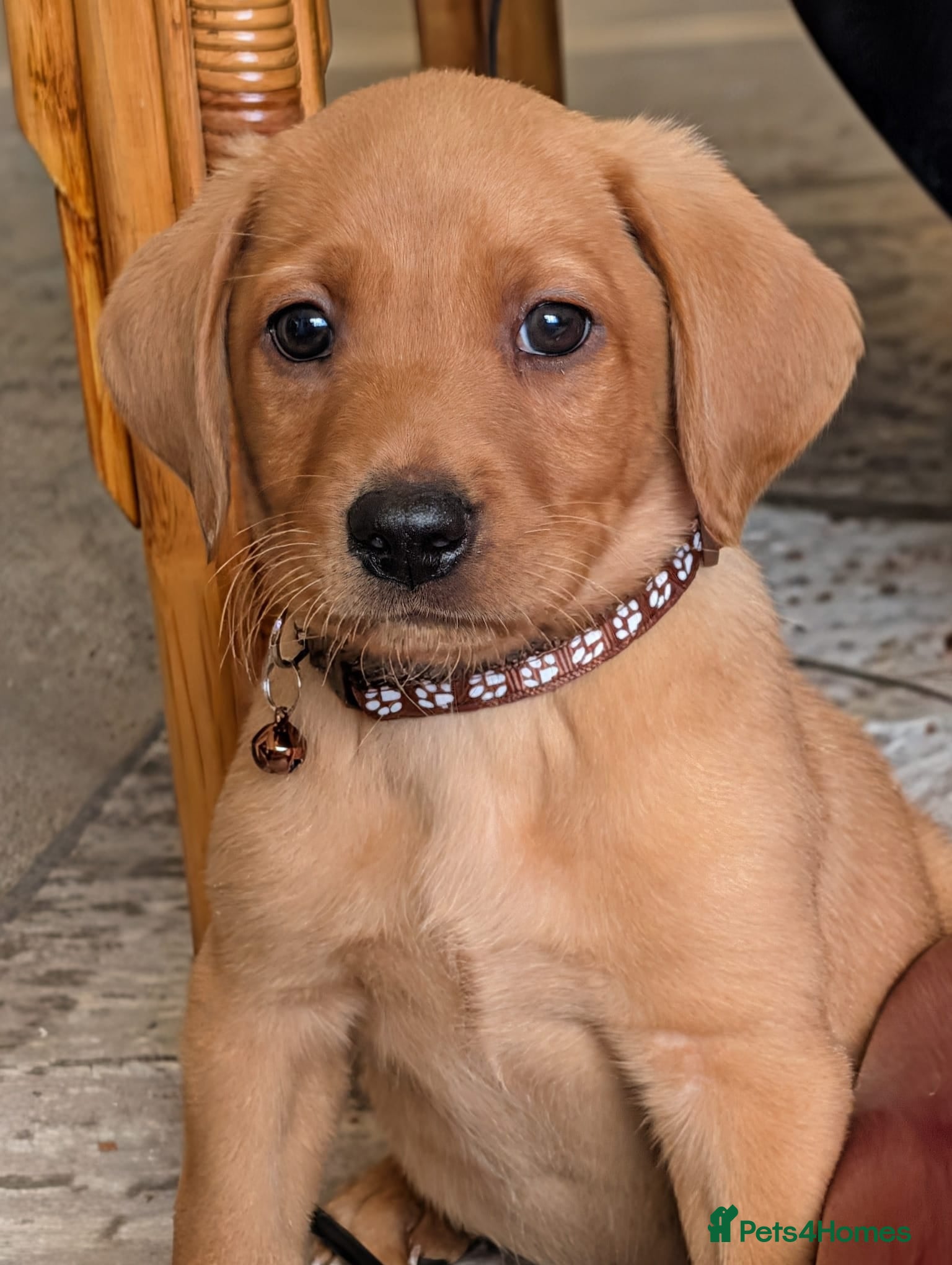 Labrador Retriever dogs Kc registered labrador puppies - Advert 1