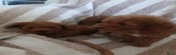 Toy Poodle dogs for sale: Toy poodle puppys - Advert 5