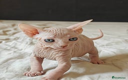 Sphynx cats for sale: Pedigree Sphynx Kitten in Bedford - Image 19
