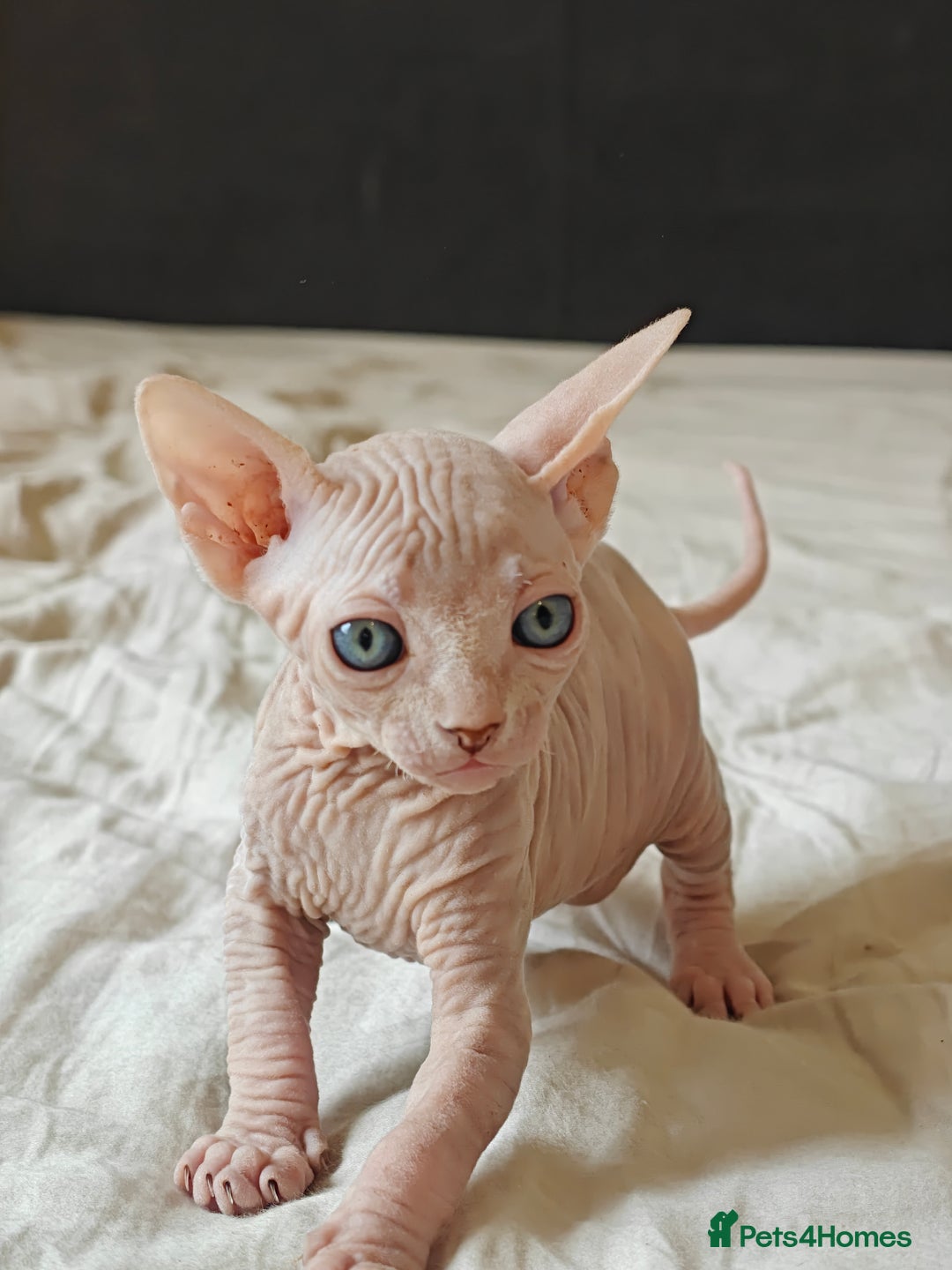 Sphynx cats for sale: Pedigree Sphynx Kitten in Bedford - Image 19