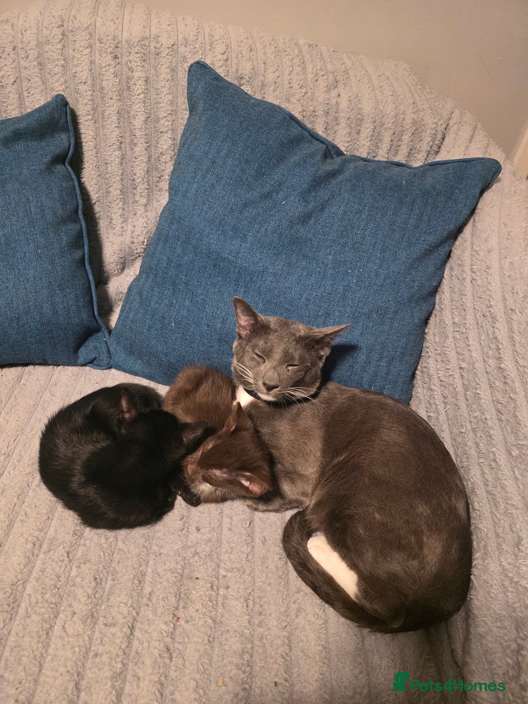 Oriental cats for sale: Oriental Shorthair Kittens - Advert 4