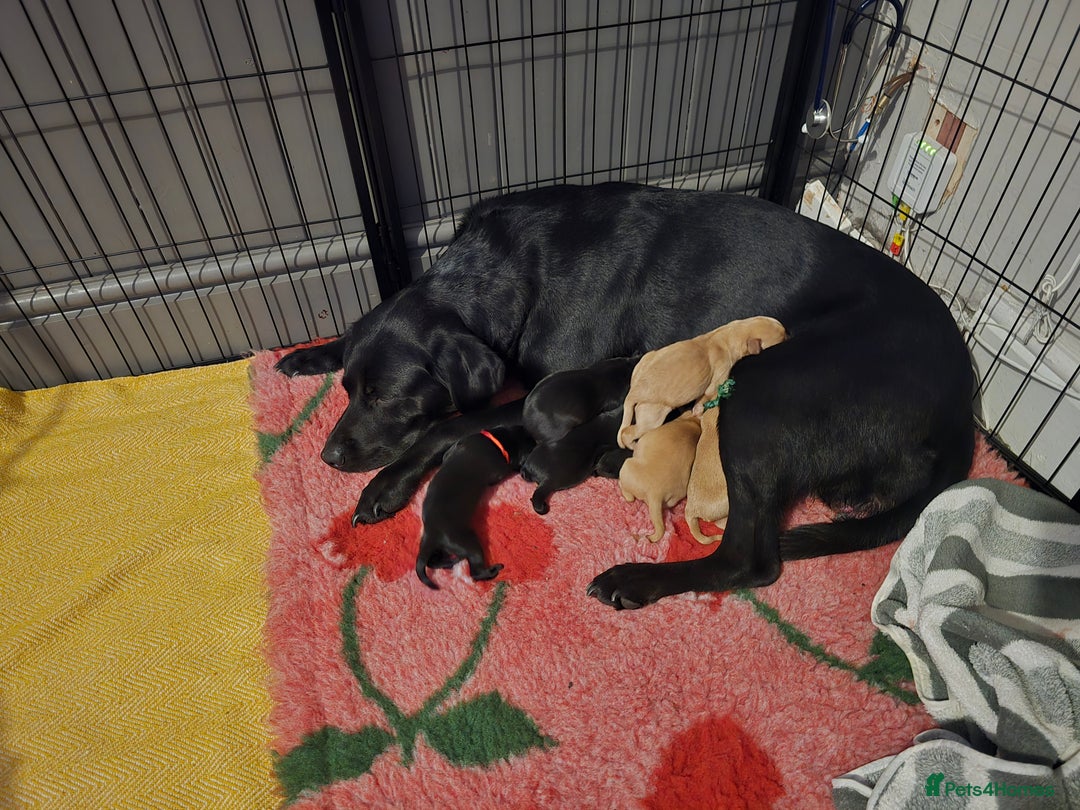 Labrador Retriever dogs for sale: KC Registered Labrador Puppies. - Advert 3