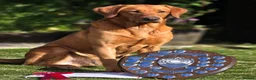 Labrador Retriever dogs for sale: Exceptional Labrador puppies  - Advert 20