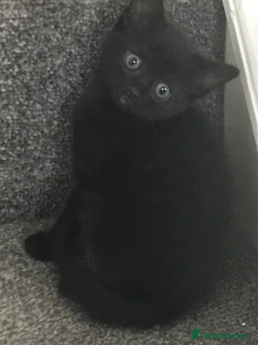 Mixed Breed cats for sale: Fur babies - Image 9