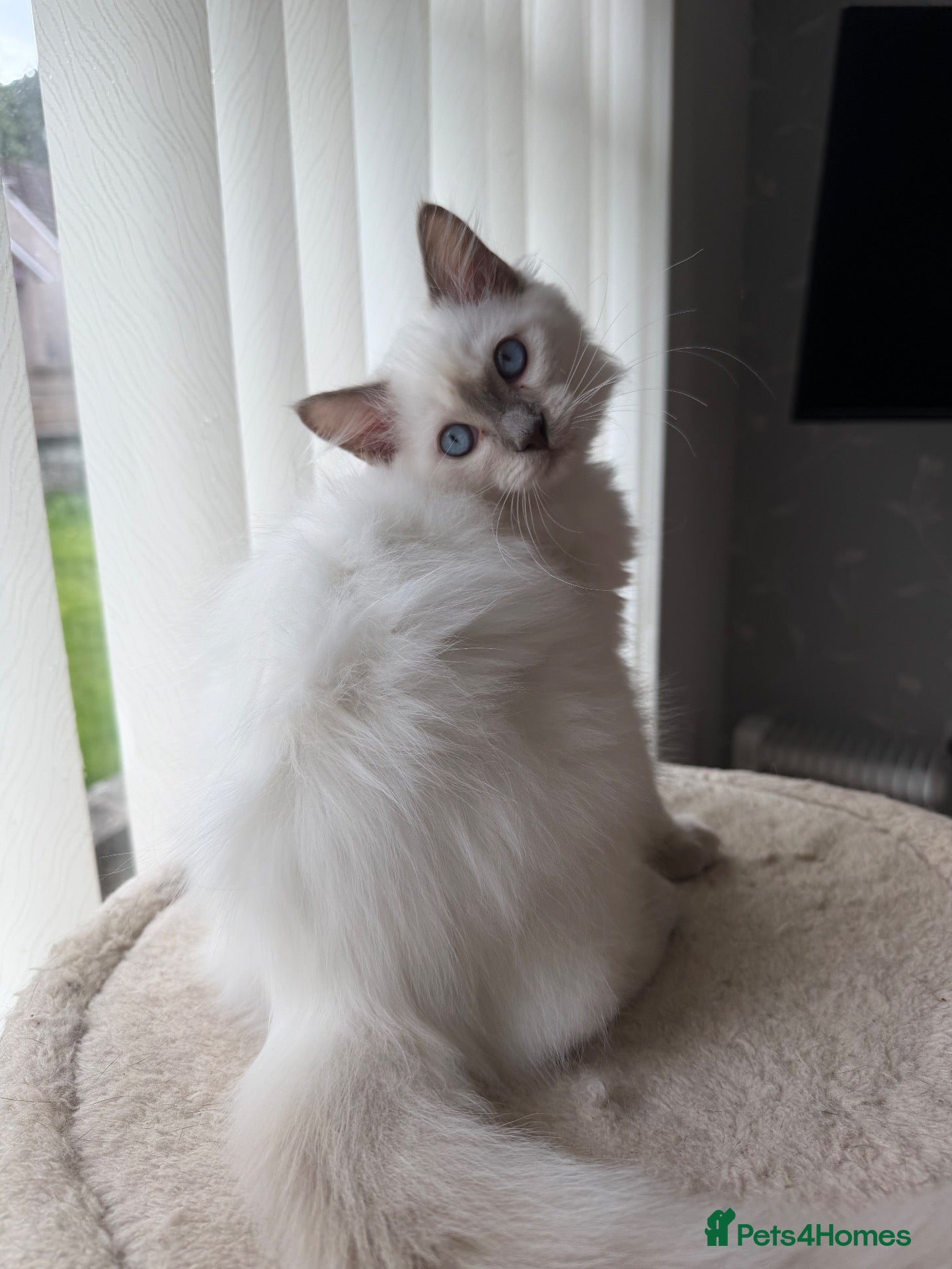 Ragdoll cats GCCF RAGDOLL KITTENS READY NOW  - Advert 1