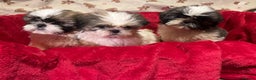 Shih Tzu dogs for sale: Shih Tzu puppy's  - Advert 7