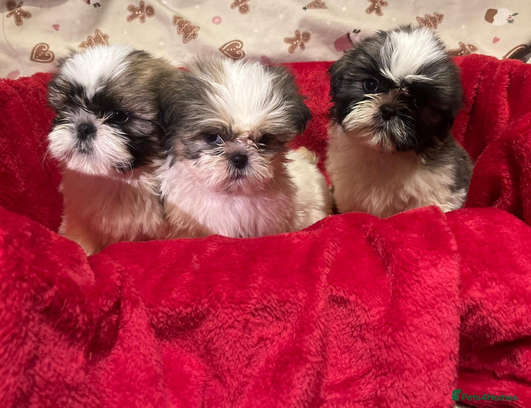 Shih Tzu dogs for sale: Shih Tzu puppy's  - Advert 7